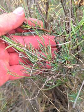 Image of Bupleurum fruticescens Loefl. ex L.