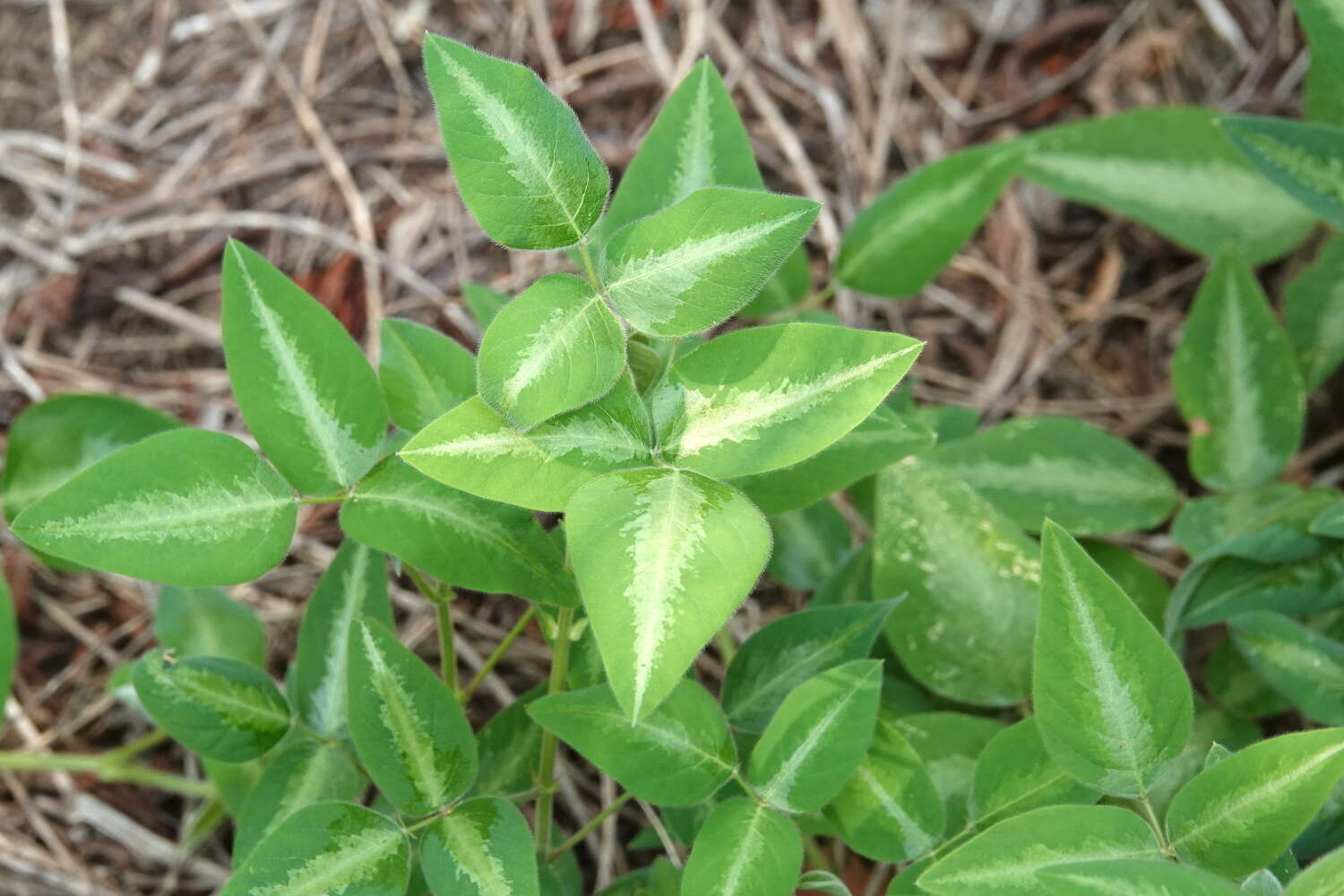 Image of Silverleaf Desmodium