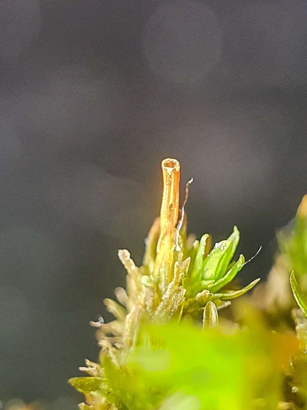 Image of orthotrichum moss