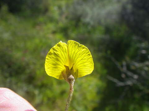 Image of Lotononis prostrata (L.) Benth.