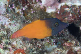 Image of Black-headed Leatherjacket