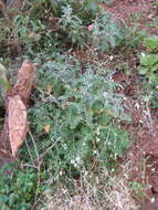 صورة Crambe fruticosa subsp. pinnatifida (Lowe) A. Prina & Mart.-Laborde