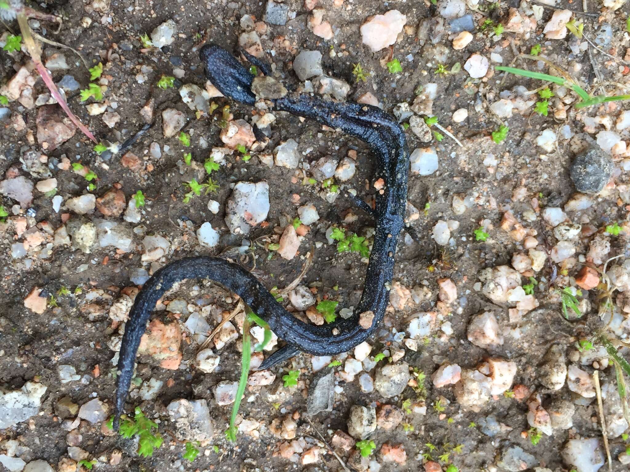 Image of Gabilan Mountains Slender Salamander