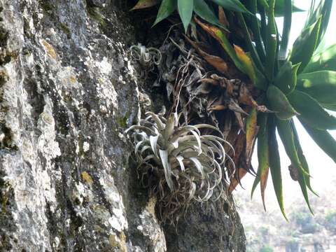 Image of Tillandsia chiapensis C. S. Gardner