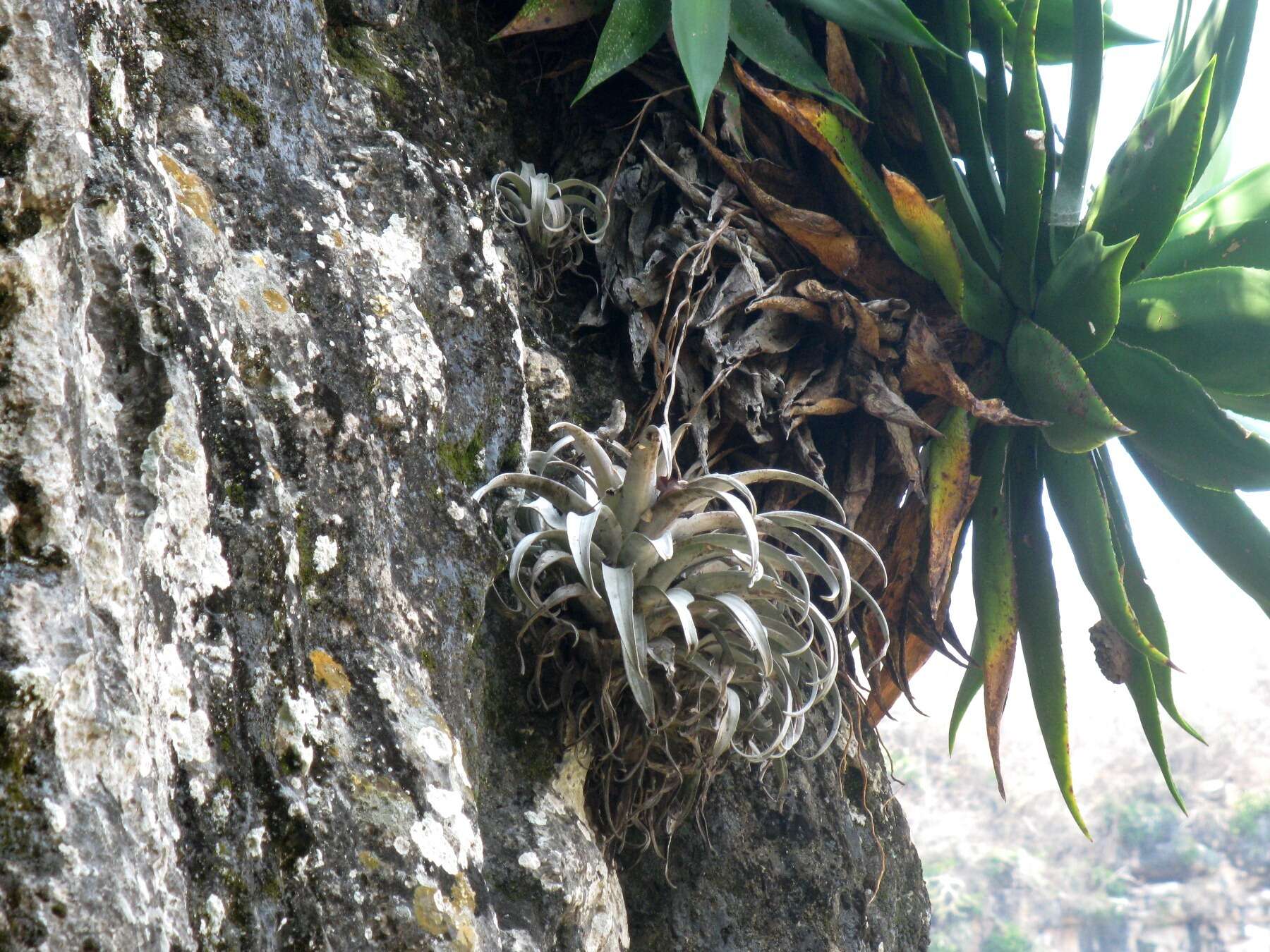 Tillandsia chiapensis C. S. Gardner resmi