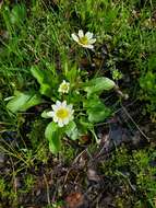 <i>Caltha chionophila</i>的圖片