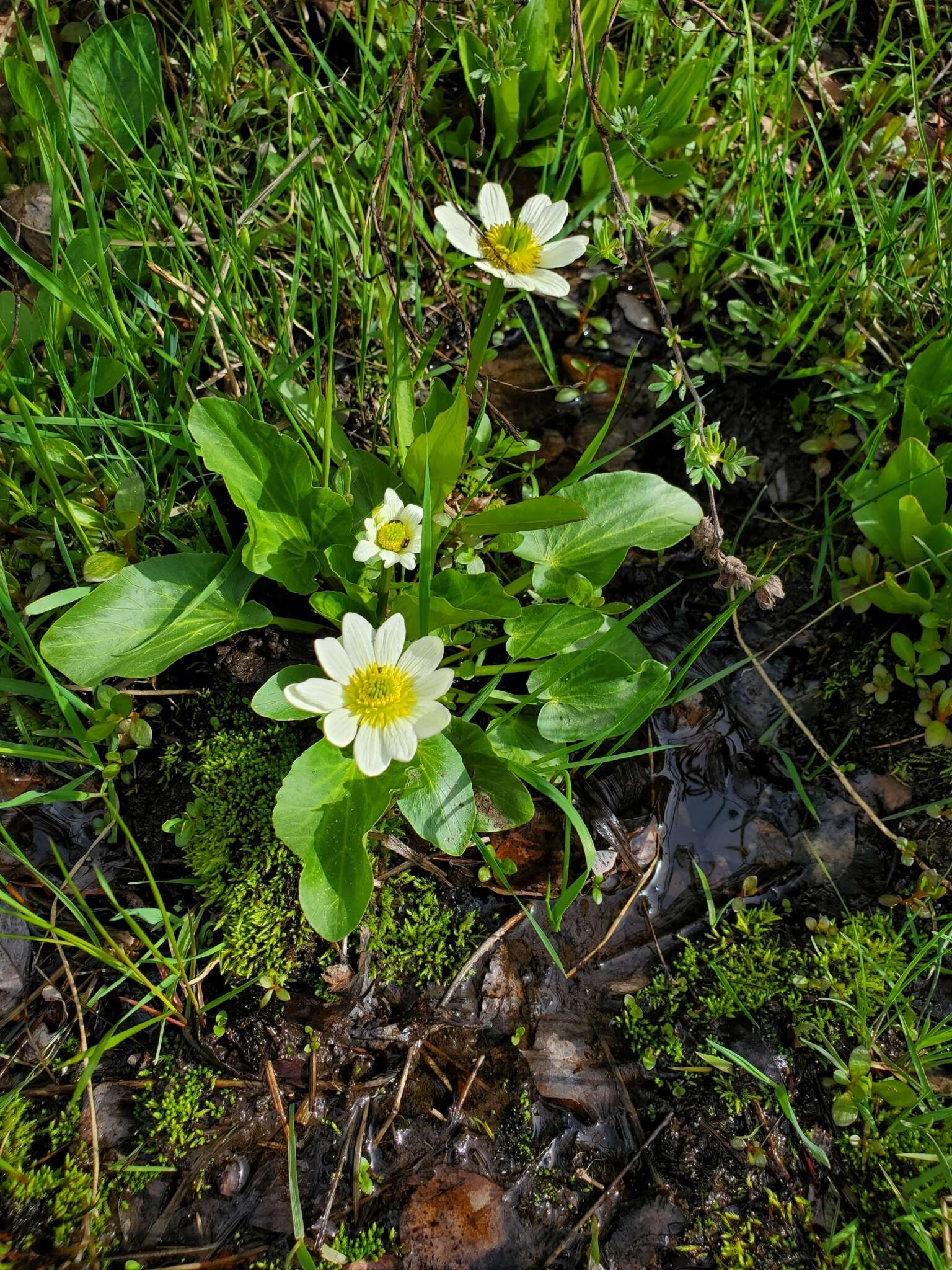 <i>Caltha chionophila</i>的圖片