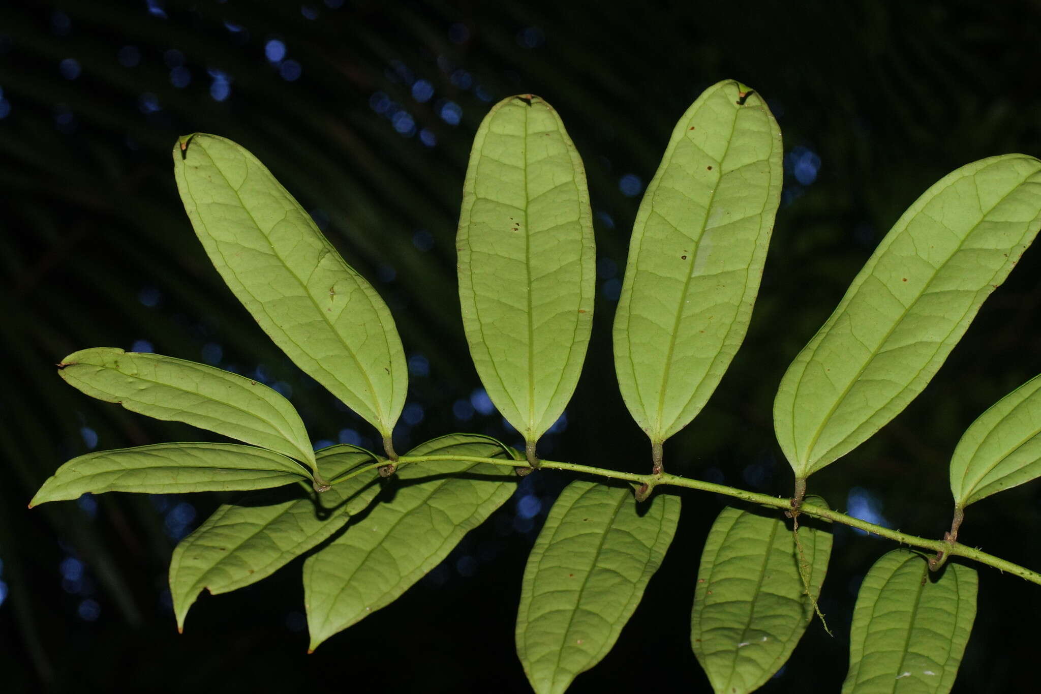 Image of Ripogonum discolor F. Muell.