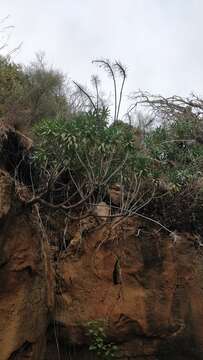 Image of Echium nervosum Dryand. ex Ait.