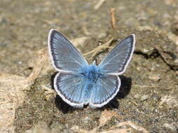 صورة Polyommatus eros (Ochsenheimer 1807)