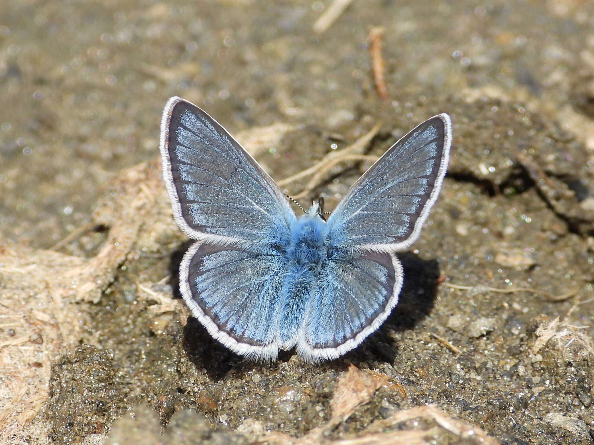 صورة Polyommatus eros (Ochsenheimer 1807)