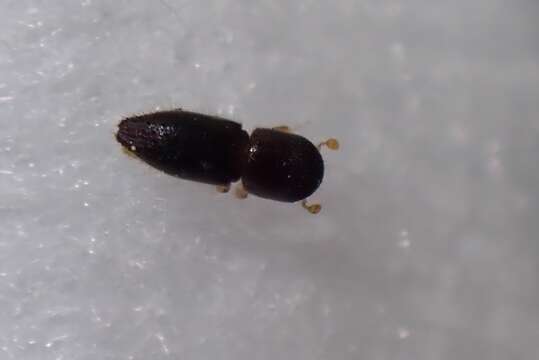 Image of Ambrosia beetle