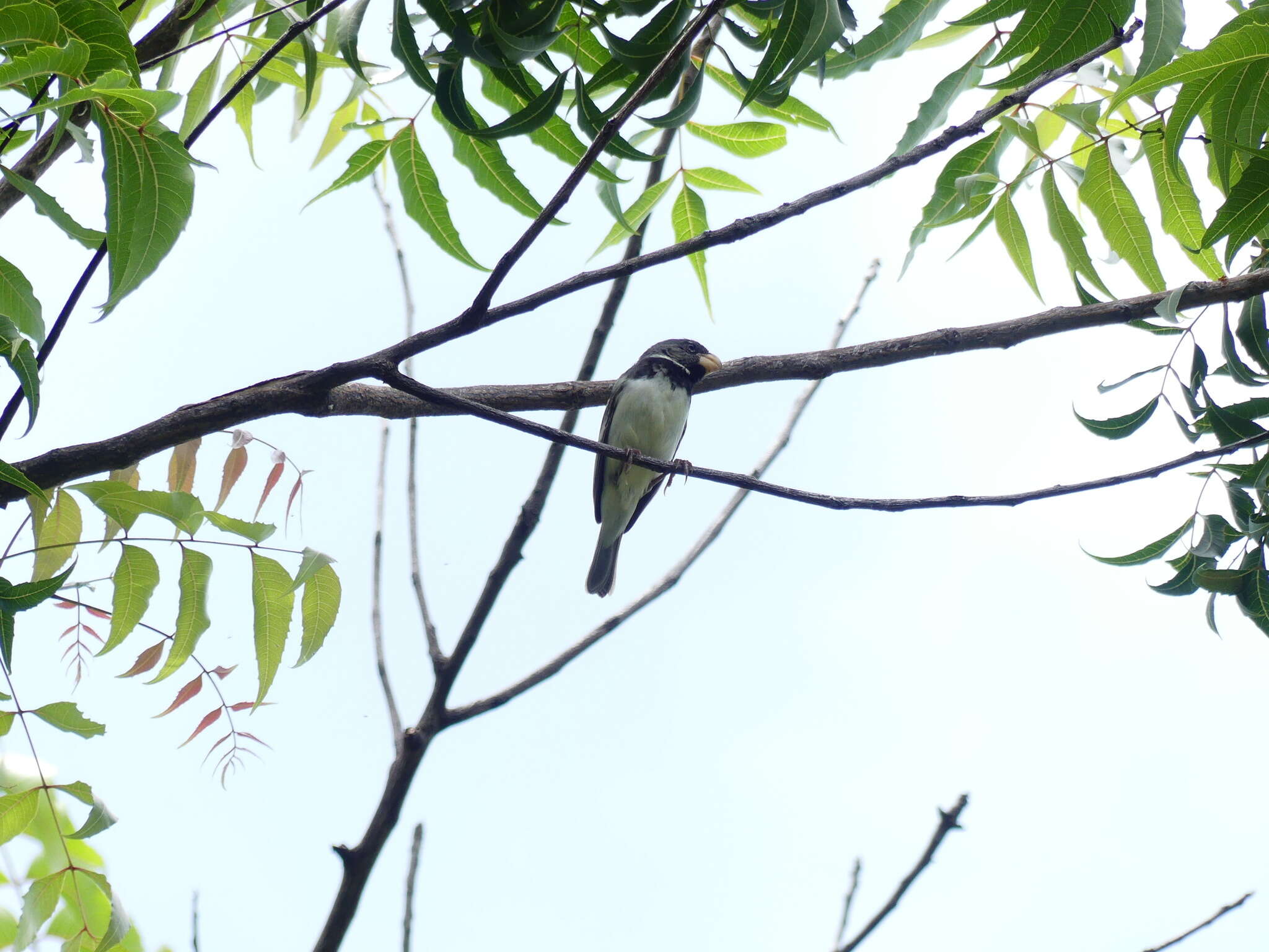 Image of Parrot-billed Seedeater