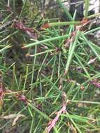 Image of Hakea nodosa R. Br.