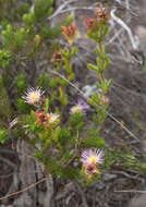 Image of Erepsia steytlerae L. Bol.