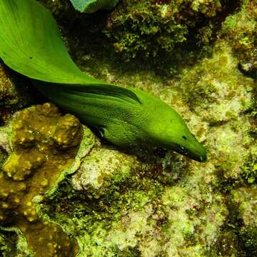 Image of Black Moray