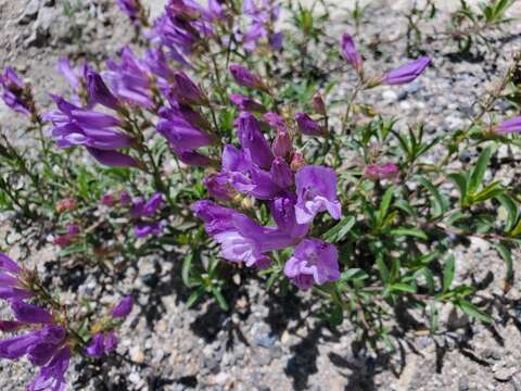 Image of littleleaf bush penstemon