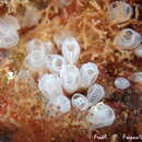 Image of Pycnoclavella communis Pérez-Portela, Duran & Turon 2007