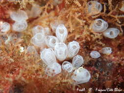 Image of Pycnoclavella communis Pérez-Portela, Duran & Turon 2007