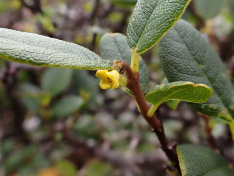 صورة Wikstroemia oahuensis var. palustris (Hochr.) Peters.