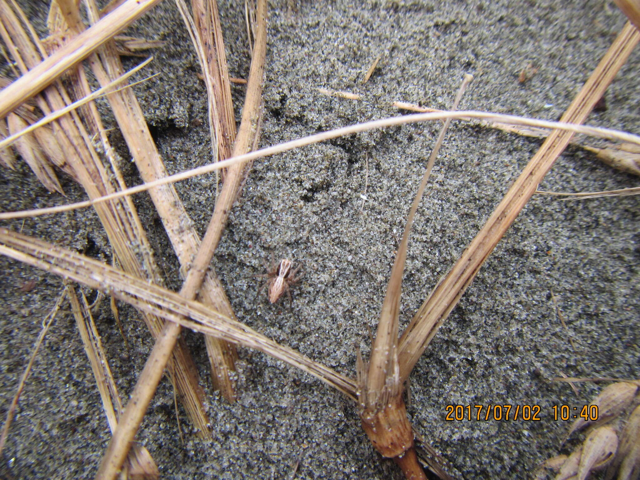 Image of Oxyopes gracilipes (White 1849)