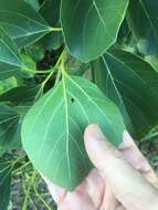 Image de Cordia myxa L.