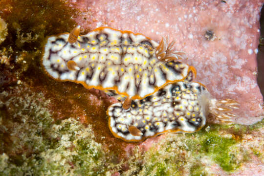 Image of Orange edge khaki slug