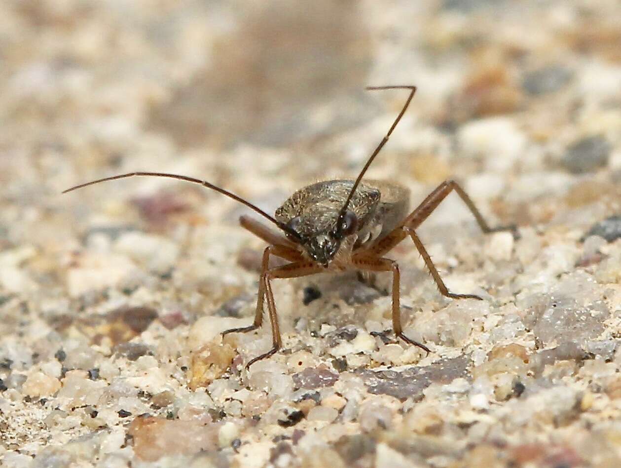 Sivun Irbisia californica Van Duzee 1921 kuva