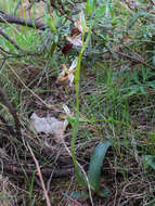 Image of Ophrys morisii (Martelli) G. Keller & Soó