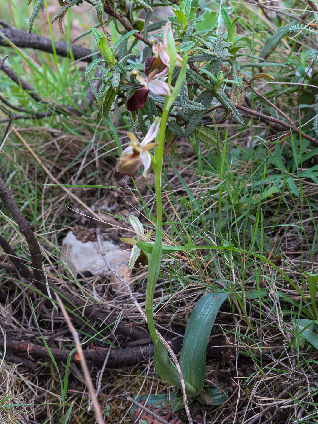 Image of Ophrys morisii (Martelli) G. Keller & Soó