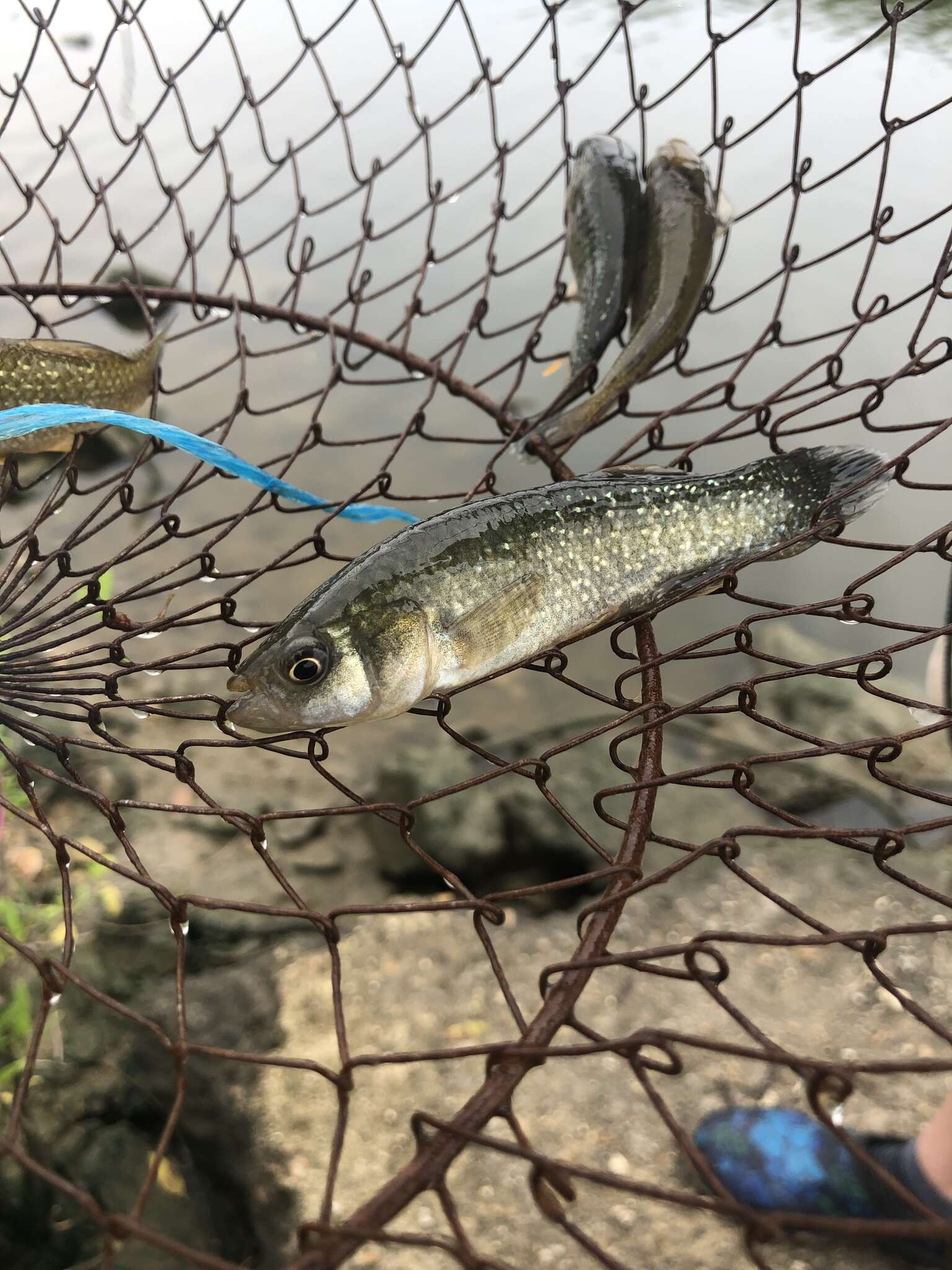 Image of Gulf Killifish