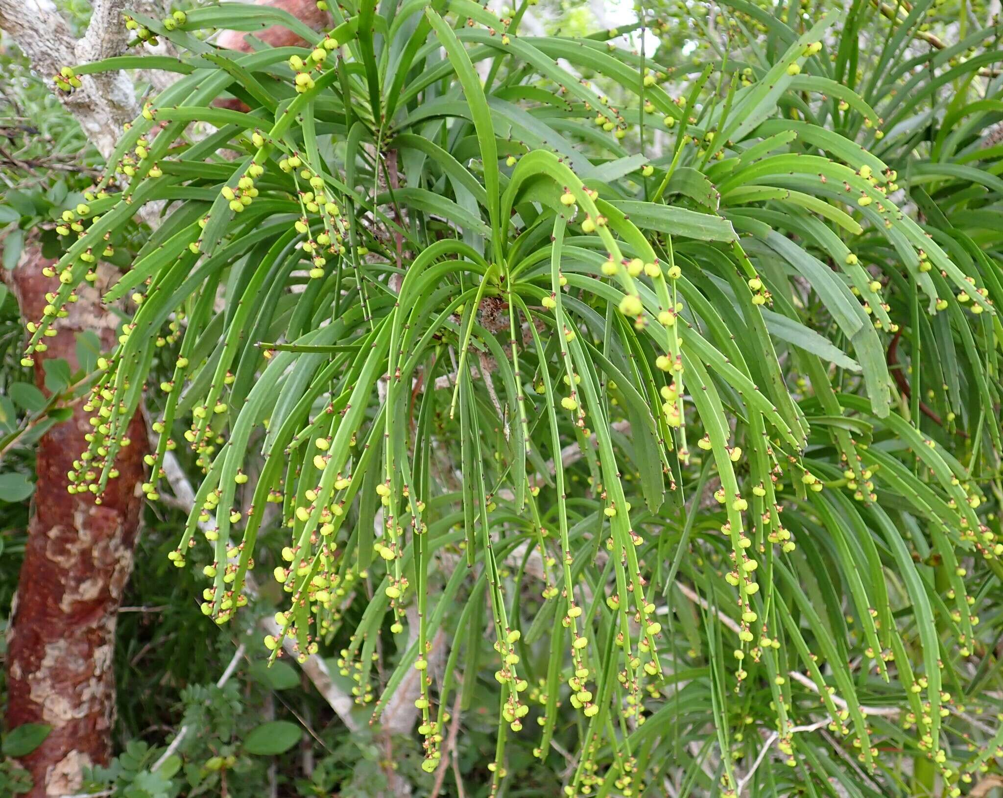 Слика од Phyllanthus epiphyllanthus L.