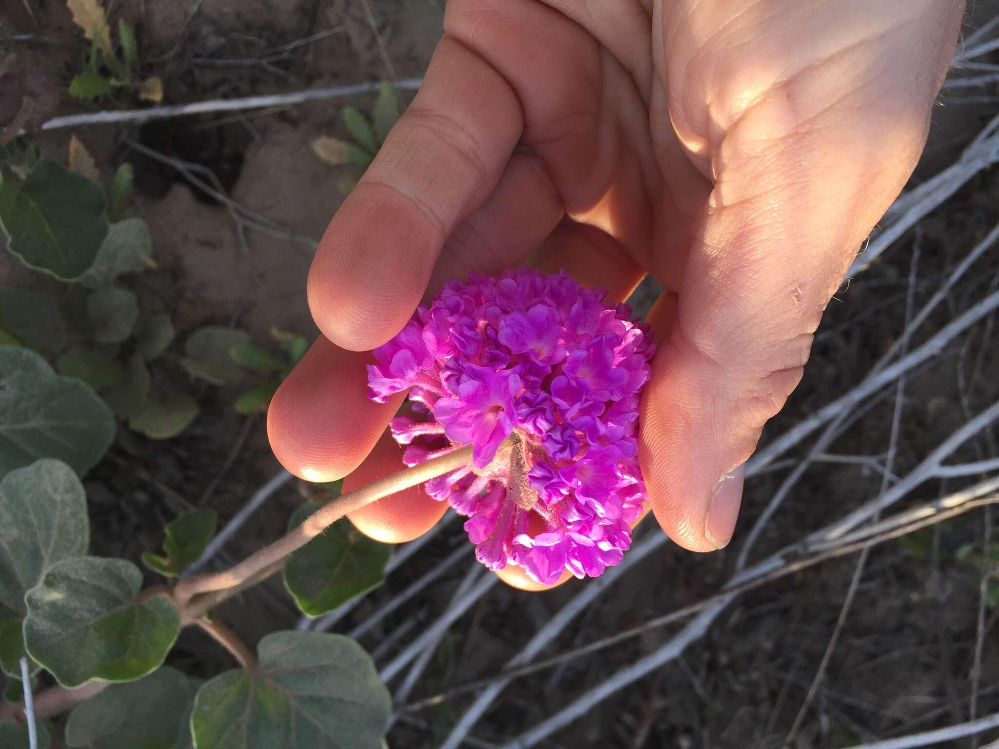 Imagem de Abronia ameliae Lundell