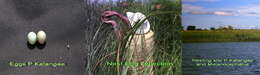 Image of Katanga Masked Weaver