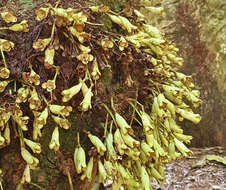 Image of Syzygium cormiflorum (F. Müll.) B. P. M. Hyland