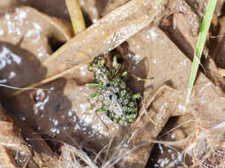 Imagem de Elaphrus (Elaphrus) californicus Mannerheim 1843