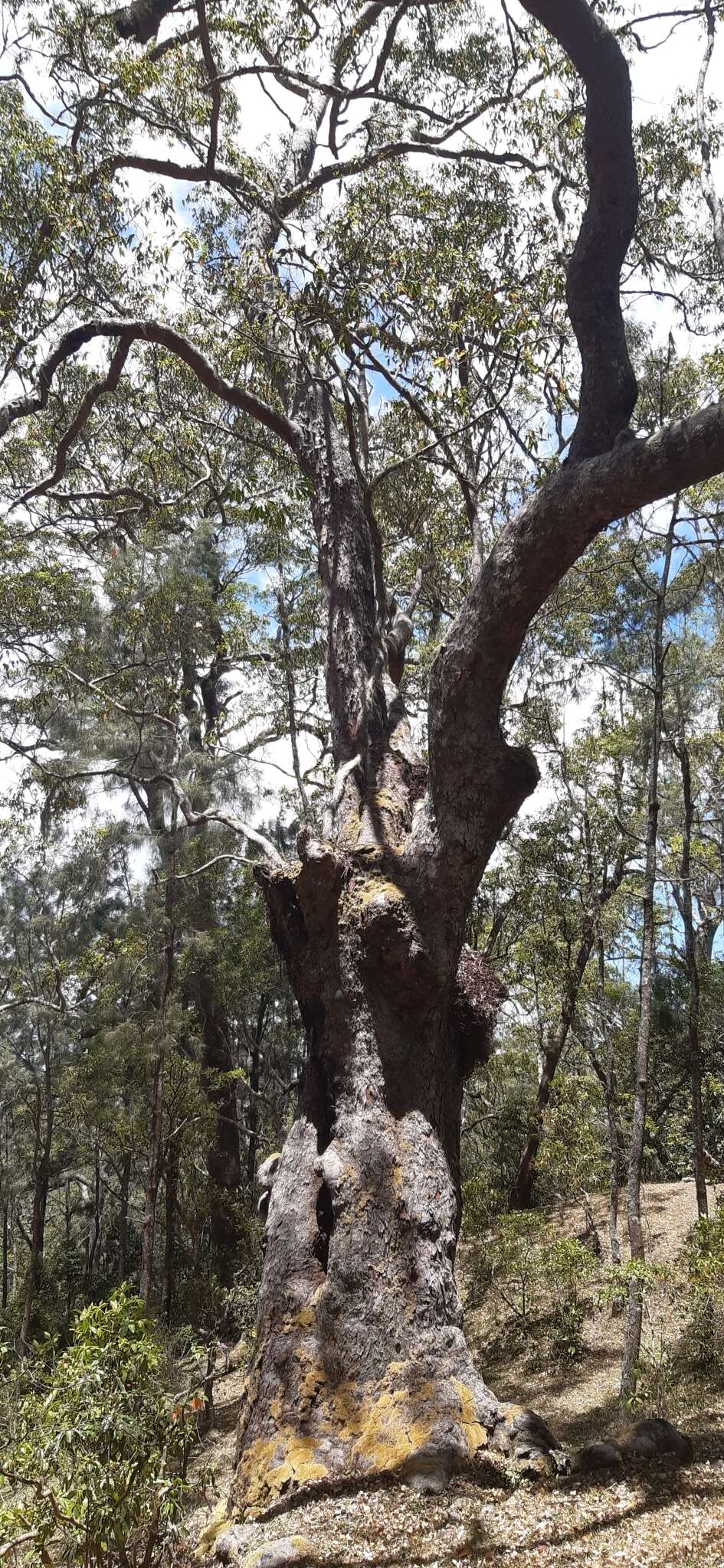 Image of Eucalyptus urophylla S. T. Blake