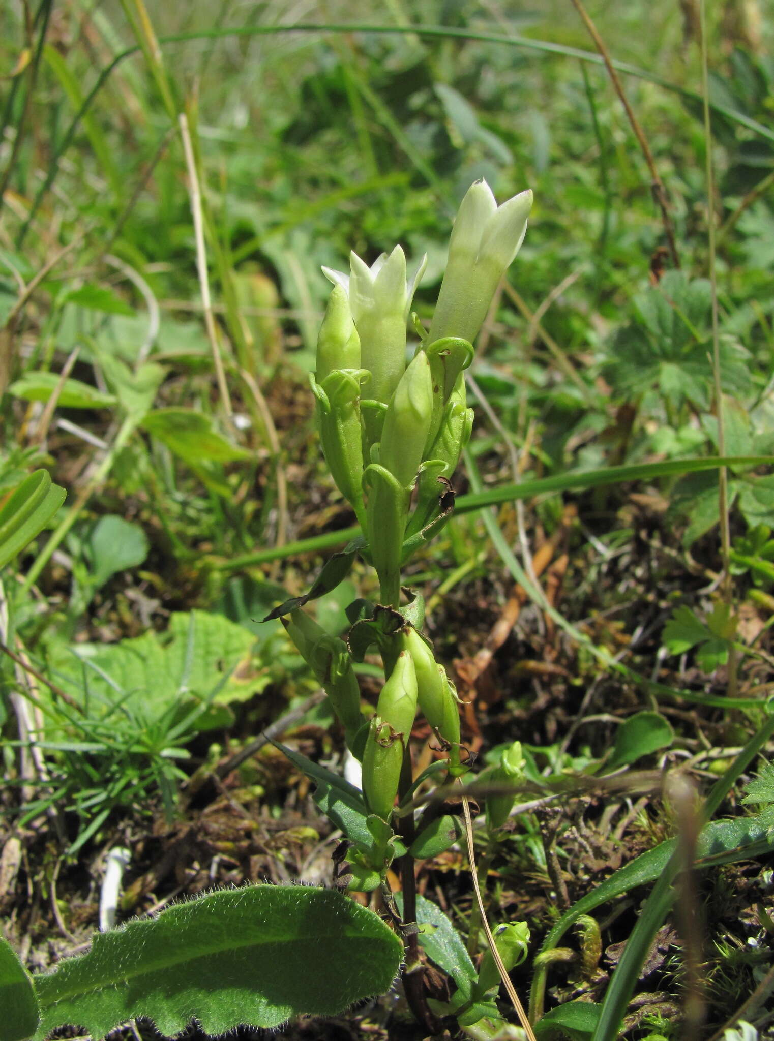 Image de Gentianella caucasea (Loddiges ex Sims) J. Holub