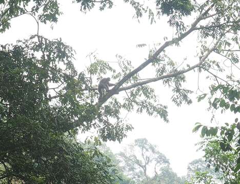 Image of silvery gibbon