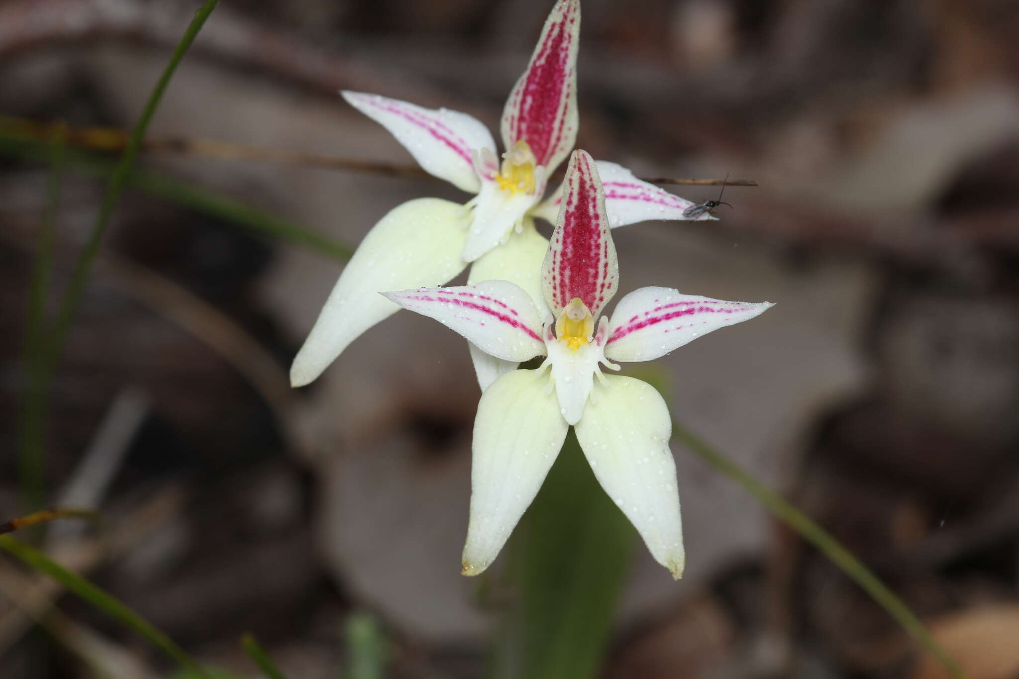 Image of Karri cowslip orchid