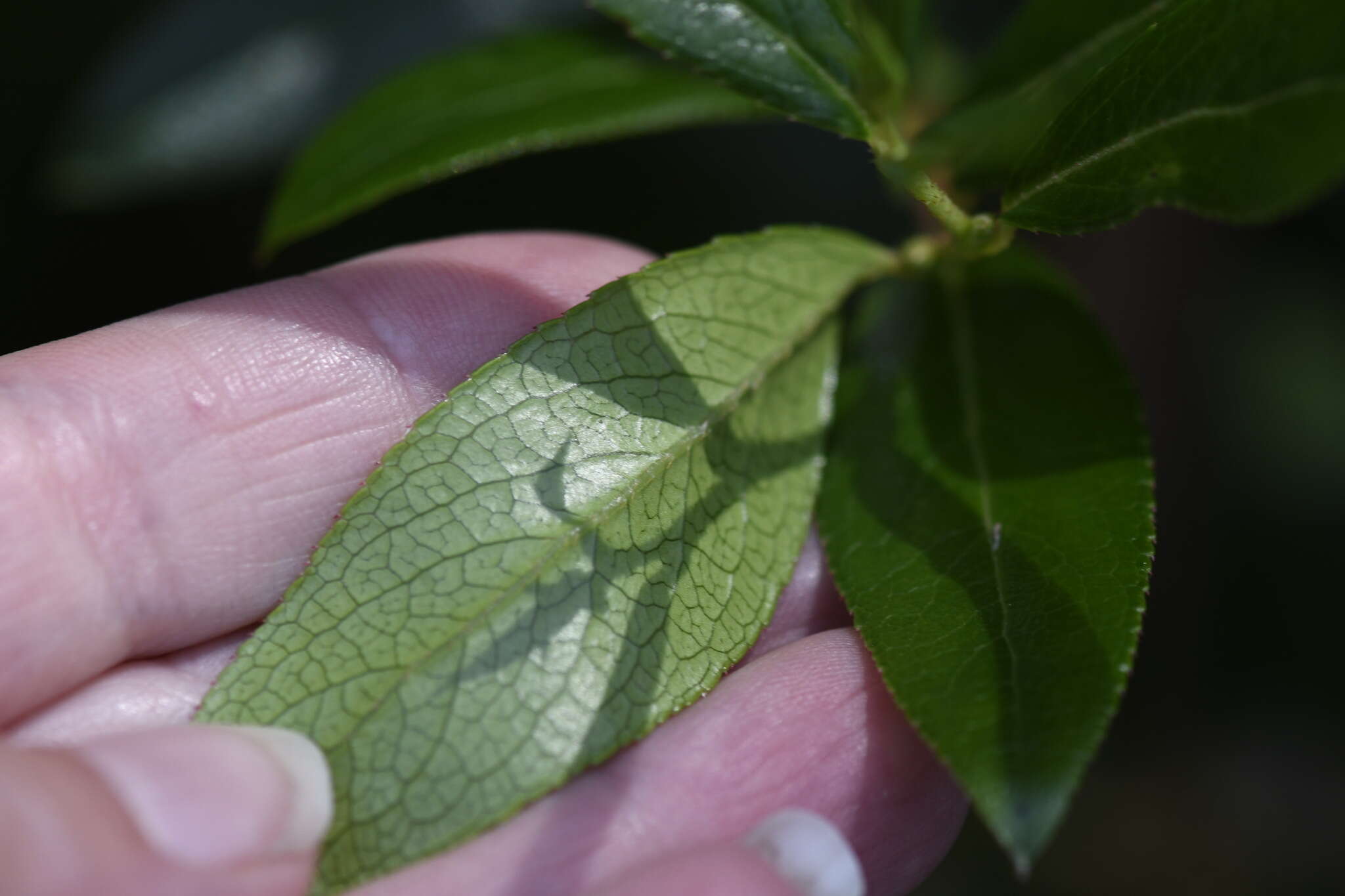 Image de Gaultheria appressa A. W. Hill