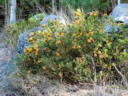 Plancia ëd Liparia splendens subsp. comantha (Eckl. & Zeyh.) Bos & de Wit