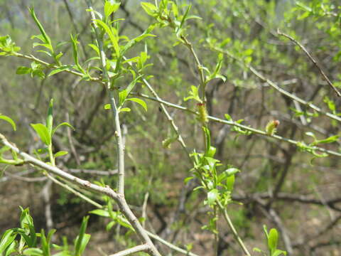 Image of Salix pierotii Miq.