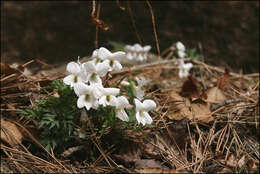 Image of Viola chaerophylloides (Regel) W. Becker