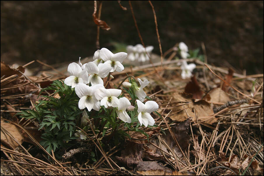 Image of Viola chaerophylloides (Regel) W. Becker