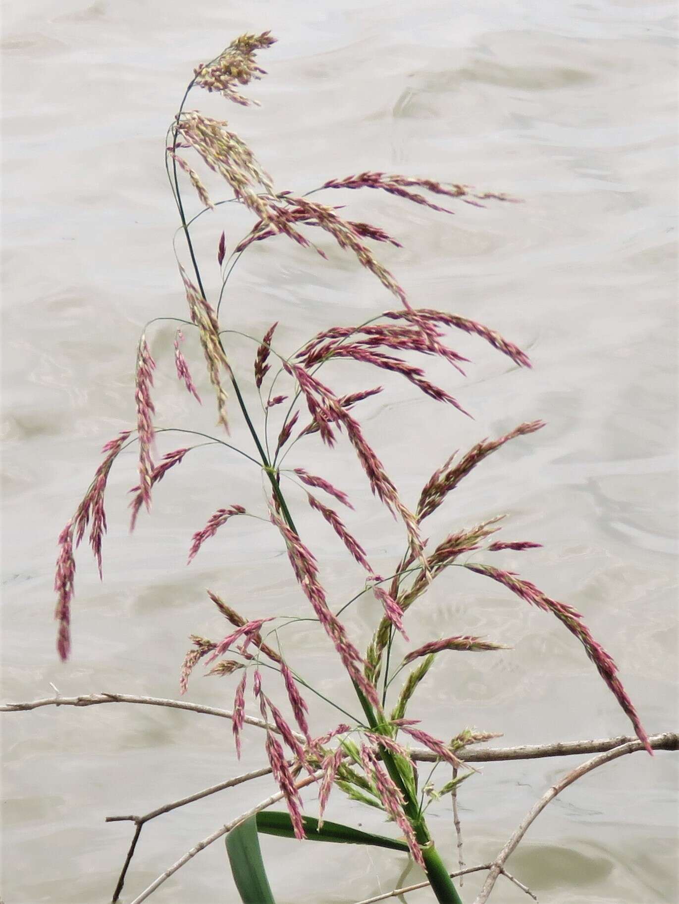 Sivun Zizaniopsis miliacea (Michx.) Döll & Asch. kuva