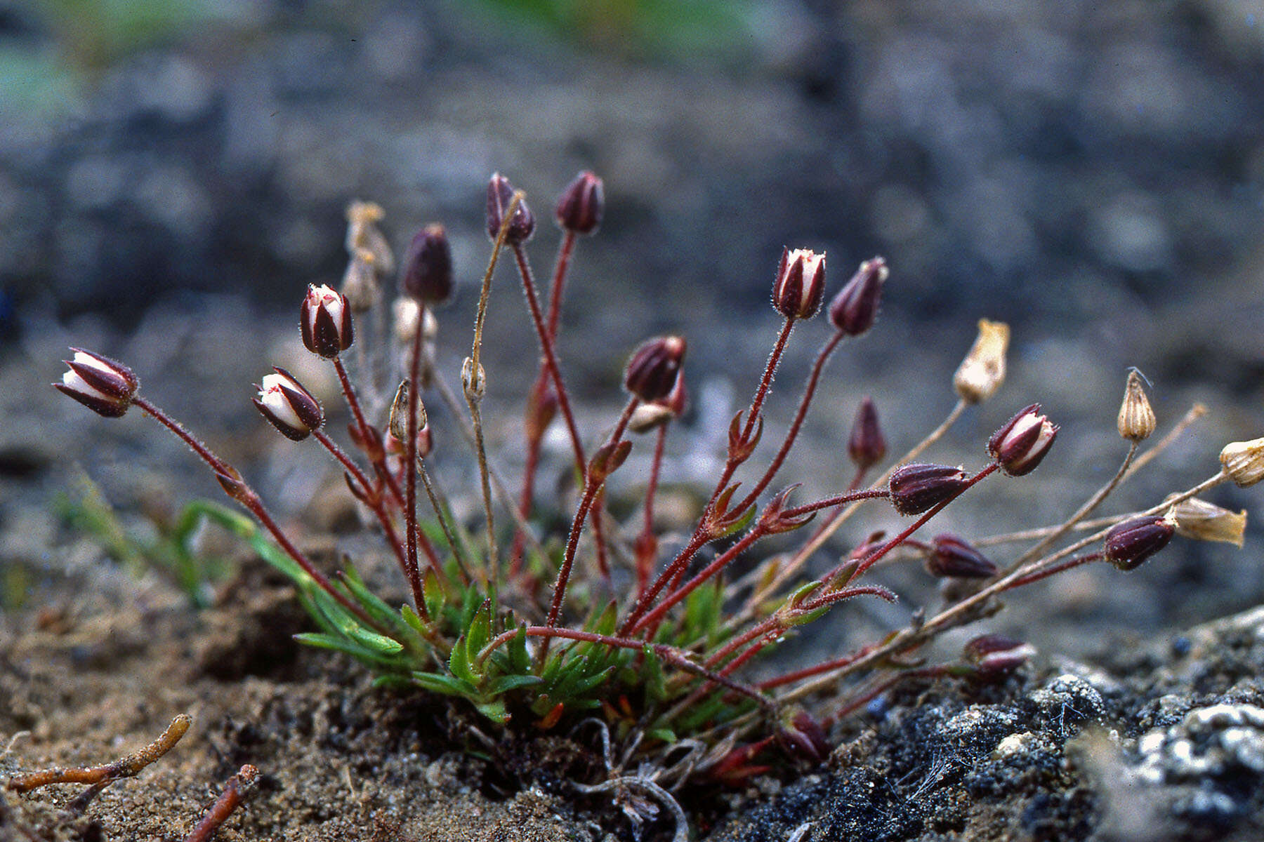 Plancia ëd Sabulina rubella (Wahlenb.) Dillenb. & Kadereit