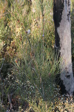 Image of Allocasuarina muelleriana (Miq.) L. A. S. Johnson