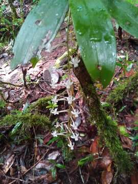 Aerangis macrocentra (Schltr.) Schltr.的圖片