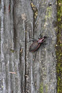 Image of Carabus (Coptolabrus) nankotaizanus Kano 1932